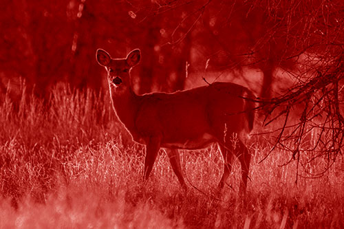 White Tailed Deer Spots Intruder Beside Dead Tree (Red Shade Photo)