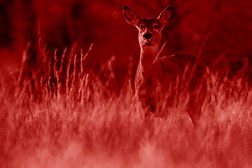 White Tailed Deer Stares Behind Feather Reed Grass (Red Shade Photo)