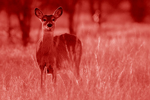White Tailed Deer Watches With Anticipation (Red Shade Photo)