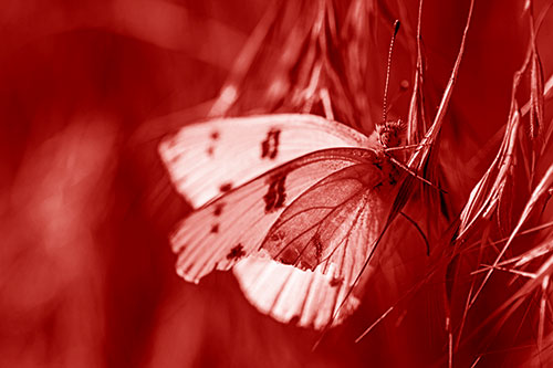 White Winged Butterfly Clings Grass Blades (Red Shade Photo)