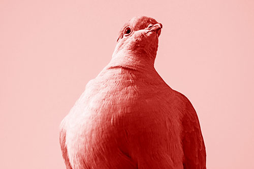 Wide Eyed Collared Dove Keeping Watch (Red Shade Photo)