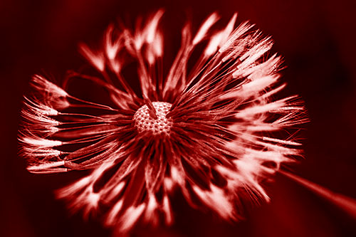 Wind Blowing Partial Puffed Dandelion (Red Shade Photo)