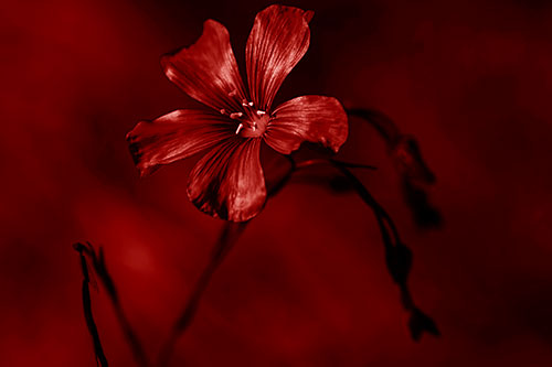 Wind Shaking Flax Flower (Red Shade Photo)