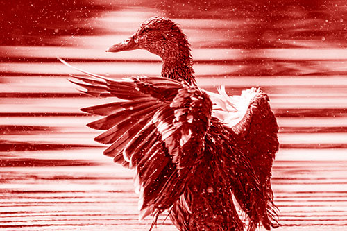 Wing Flapping Mallard Duck Splashing Lake Water (Red Shade)