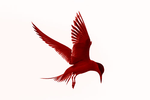 Wing Flapping Tern Eying For Fish Below (Red Shade)