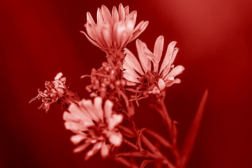Withering Aster Flowers Decaying Among Sunshine (Red Shade Photo)