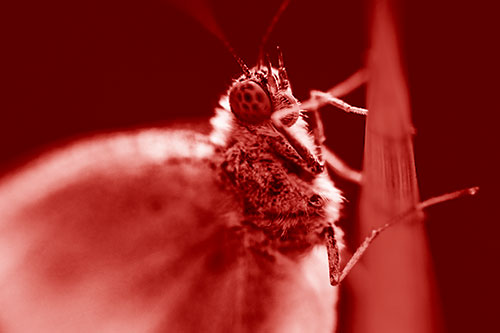 Wood White Butterfly Hugs Grass Blade (Red Shade Photo)