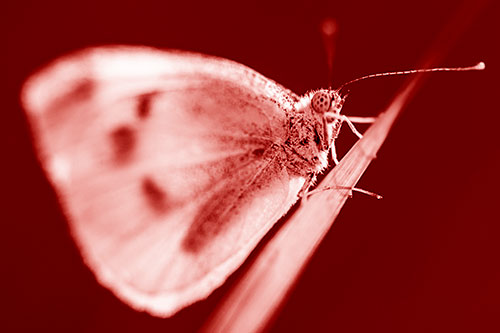 Wood White Butterfly Perched Atop Grass Blade (Red Shade Photo)