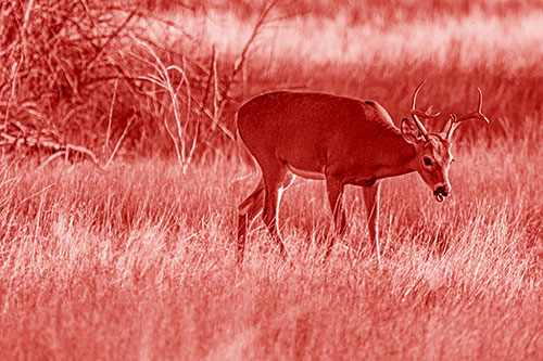Yawning White Tailed Deer Wanders Among Grass Prairie (Red Shade)