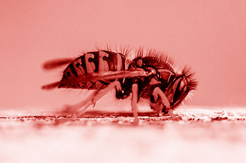 Yellowjacket Wasp Chewing Wood (Red Shade)