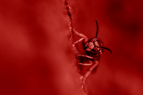 Yellowjacket Wasp Crawling Rock Vertically (Red Shade)