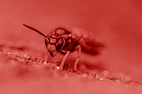 Yellowjacket Wasp Prepares For Flight (Red Shade Photo)