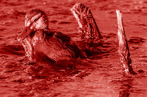 Young Mallard Duckling Playing Among Algae (Red Shade)