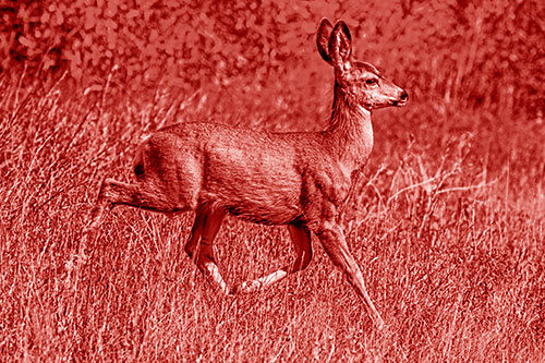 Young Mule Deer Galloping Across Grassland (Red Shade)