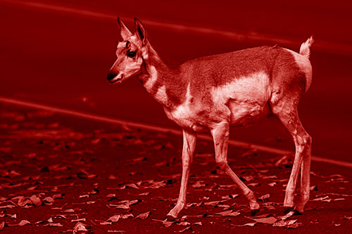 Young Pronghorn Crosses Leaf Covered Road (Red Shade Photo)