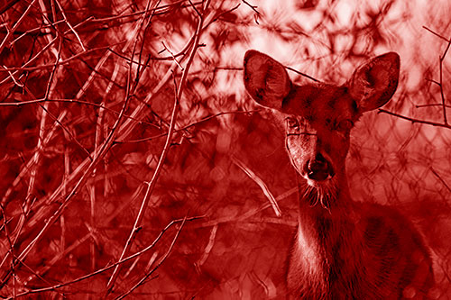 Young White Tailed Deer Watches Through Chain Link Fence (Red Shade)
