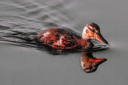 Aging Mallard Duckling Swimming Through Calm Water (Red Tint)