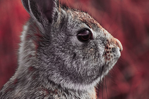 Alert Bunny Rabbit Detects Noise (Red Tint)