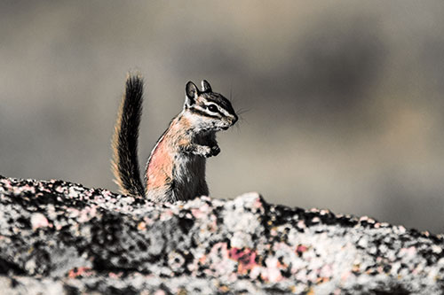 Alert Chipmunk Extending Tail Upwards (Red Tint)