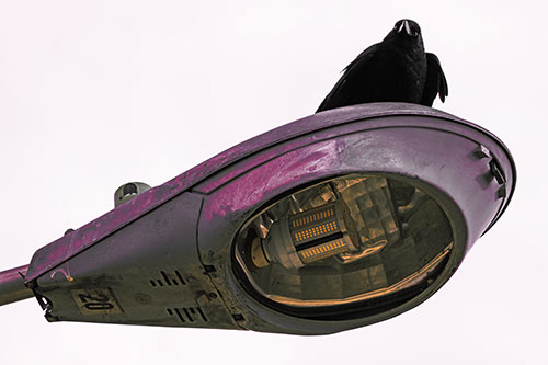 Alert Crow Keeping Watch Atop Light Pole (Red Tint)