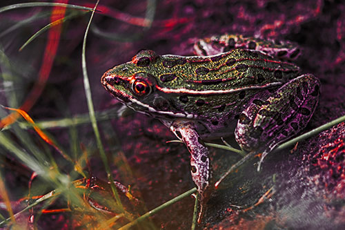 Alert Leopard Frog Prepares To Pounce (Red Tint Photo)