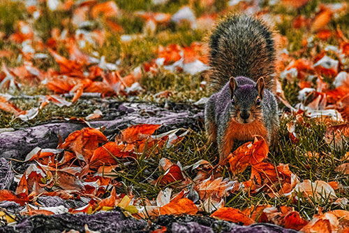 Alert Squirrel Freezes Among Fall Leaves (Red Tint)