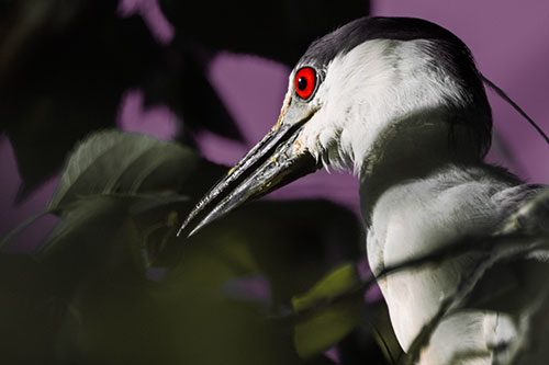 Algae Beak Black Crowned Night Heron (Red Tint Photo)