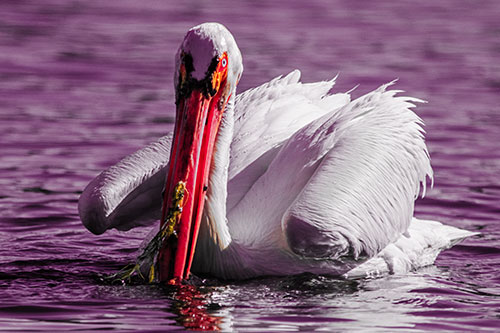 Algae Beaked Pelican Fishes For Salamanders (Red Tint)