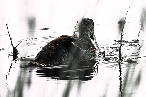 Algae Covered Loch Ness Mallard Monster Duck (Red Tint Photo)