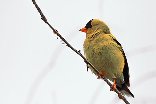 American Goldfinch Perched Along Slanted Branch (Red Tint Photo)