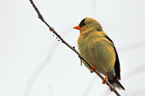 American Goldfinch Perched Along Slanted Branch (Red Tint)