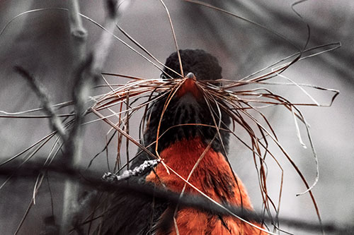 American Robin Hay Dried Mustache (Red Tint Photo)