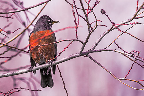 American Robin Looking Sideways Among Twisting Tree Branches (Red Tint Photo)