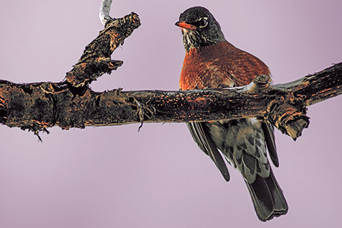 American Robin Perched Along Thick Decomposing Tree Branch (Red Tint Photo)