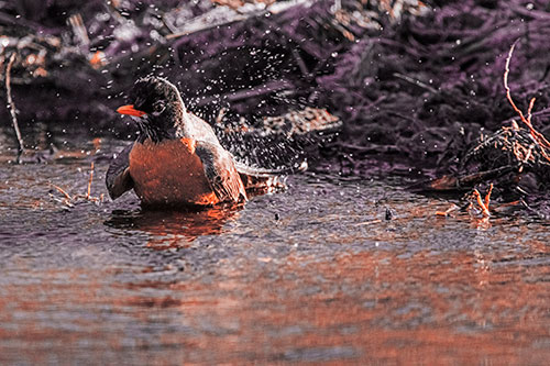 American Robin Splashing River Water (Red Tint Photo)