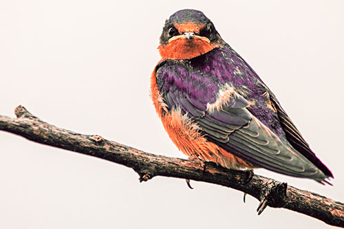 Angry Barn Swallow Looking Backwards (Red Tint)