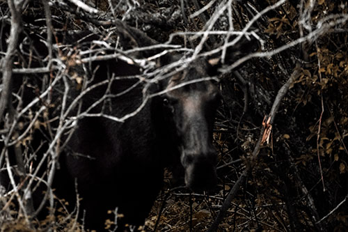 Angry Faced Moose Behind Tree Branches (Red Tint Photo)