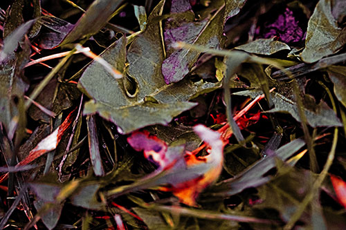 Angry Rotting Triangular Leaf Face (Red Tint)