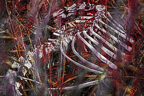 Animal Skeleton Remains Resting Beyond Plants (Red Tint Photo)