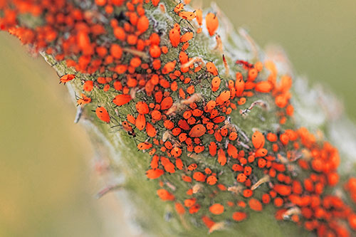 Aphid Colony Gathered Among Milkweed Stem (Red Tint)