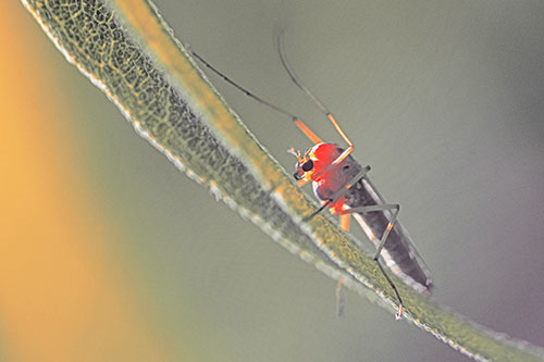 Arm Raising Midge Fly Rests Among Sloping Leaf (Red Tint)