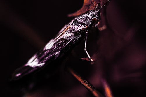 Arm Resting Leaf Blotch Miner Moth (Red Tint Photo)