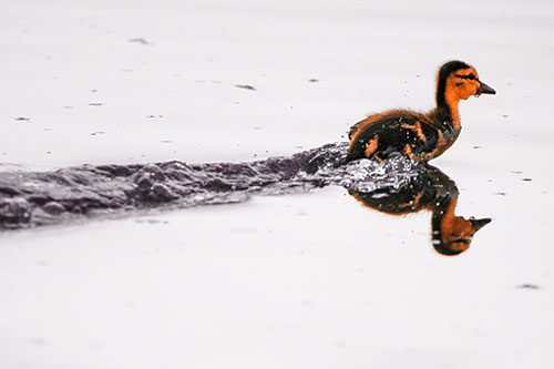 Baby Mallard Duckling Running Across Lake Water (Red Tint Photo)