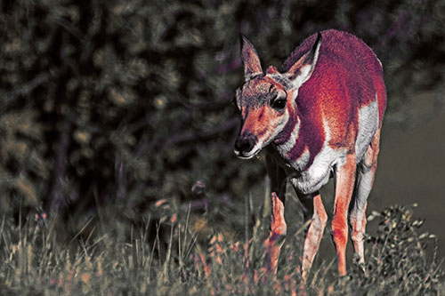 Baby Pronghorn Feasts Among Grass (Red Tint Photo)