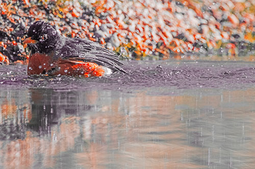 Bathing American Robin Splashing Water Along Shoreline (Red Tint Photo)