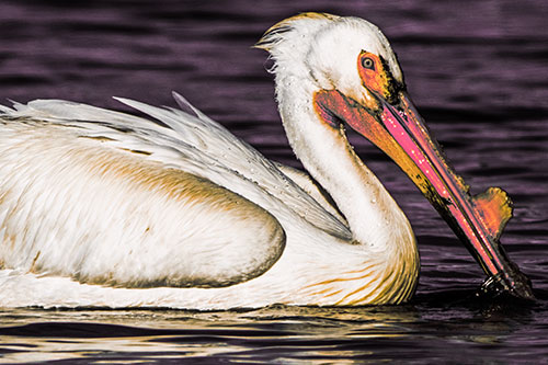 Beak Dipping Pelican Eying Across Lake Water (Red Tint)