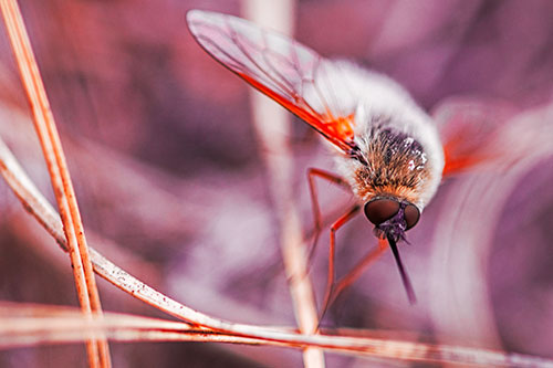 Bee Fly Balances Atop Dried Grass Blades (Red Tint)