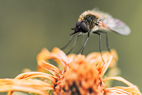Bee Fly Standing Atop Gumplant Petals (Red Tint)