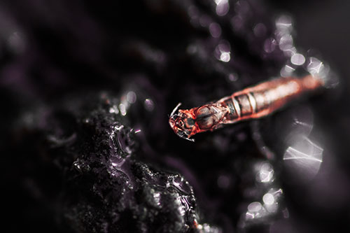 Bent Antenna Larva Slithering Across Soaked Rock (Red Tint Photo)