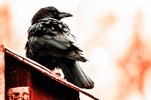 Big Crow Too Large For Bird House (Red Tint Photo)